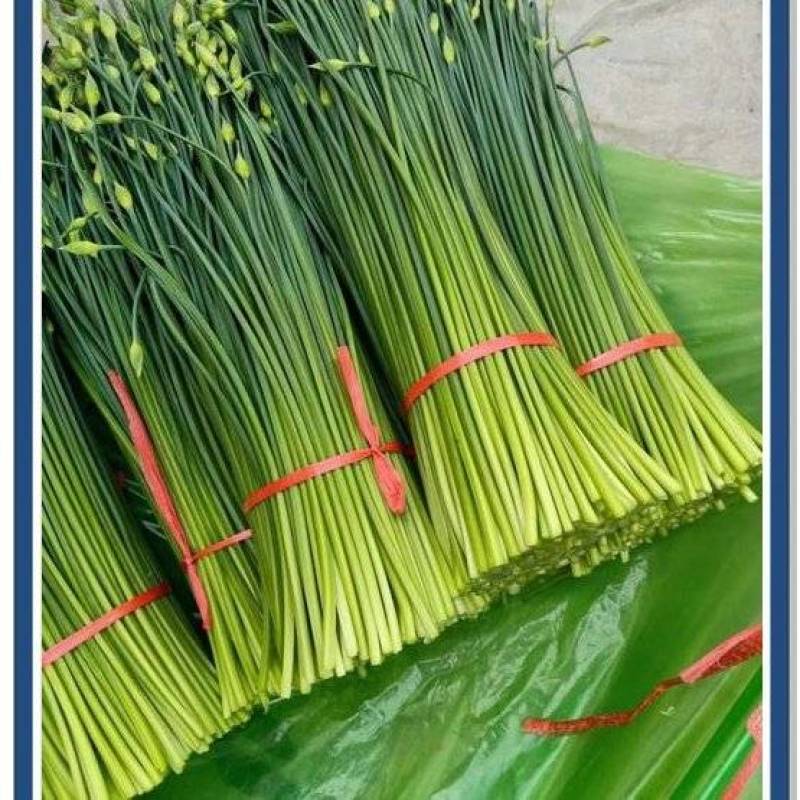 韭菜苔大量供应