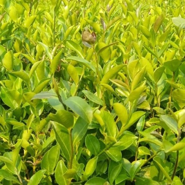 油茶树苗大量上巿，一手货源，产地直发诚，信经营，价格美丽