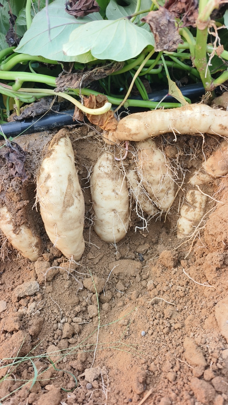 精品人参薯