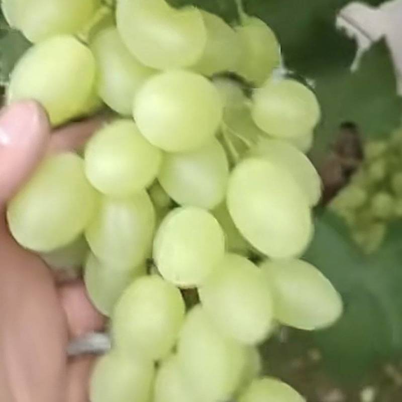 老板什么质量的货都有但是需要线下来看货可以长期供