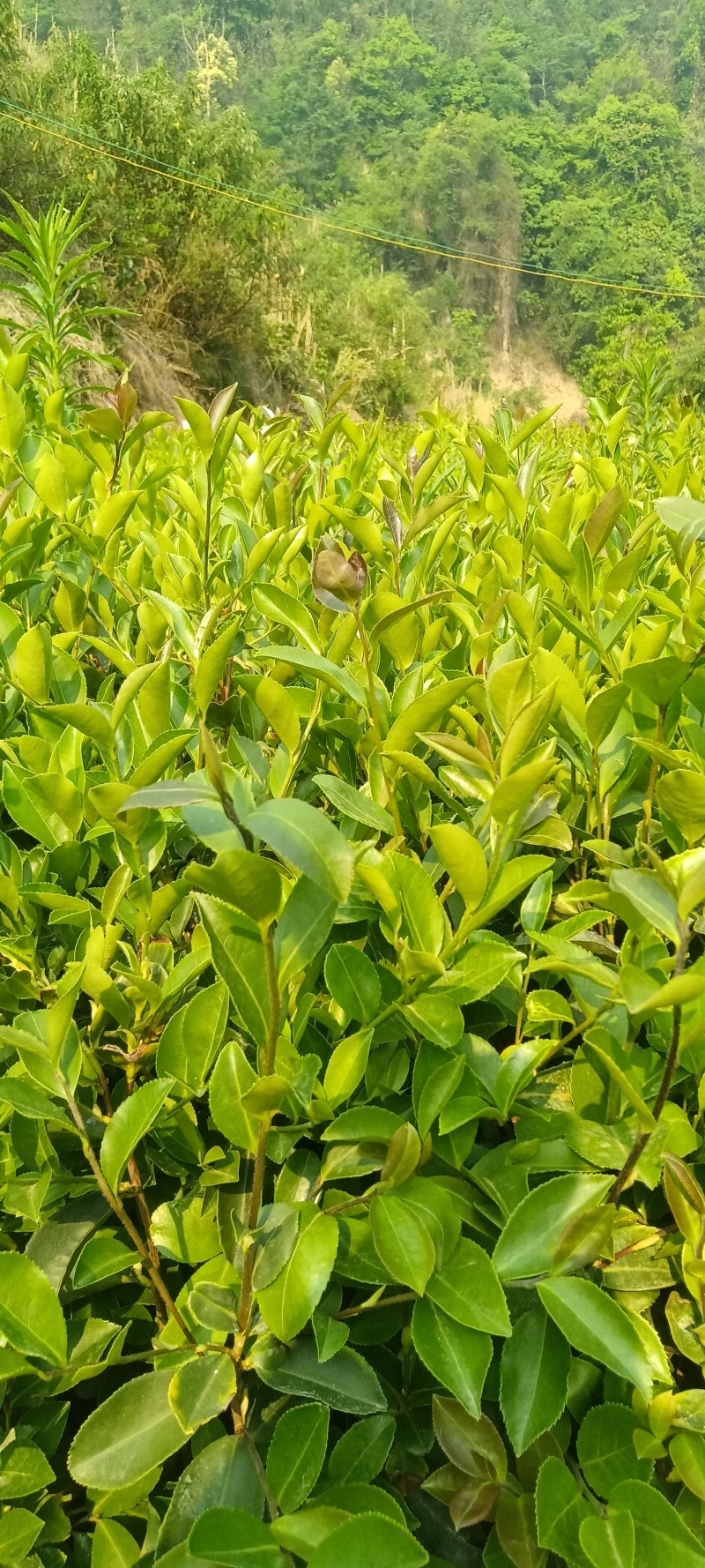 油茶树苗大量上巿，一手货源，产地直发诚，信经营，价格美丽