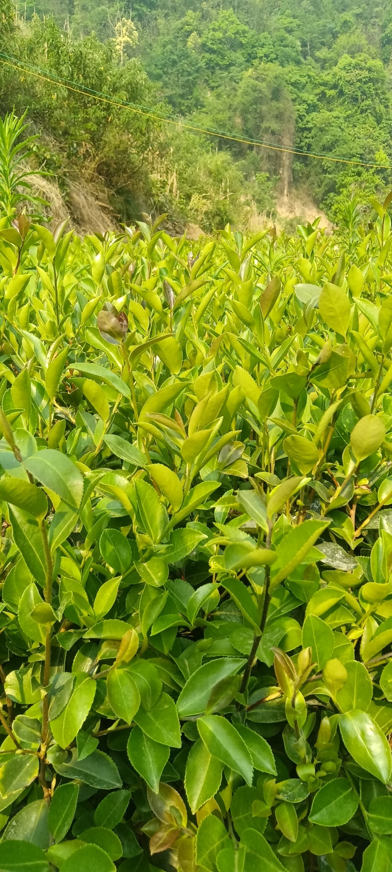油茶树苗大量上巿，一手货源，产地直发诚，信经营，价格美丽