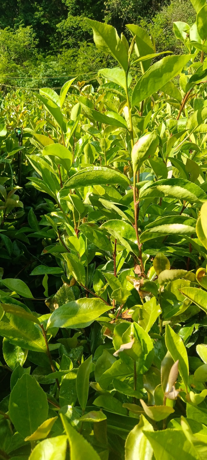 油茶树苗大量上巿，一手货源，产地直发诚，信经营，价格美丽