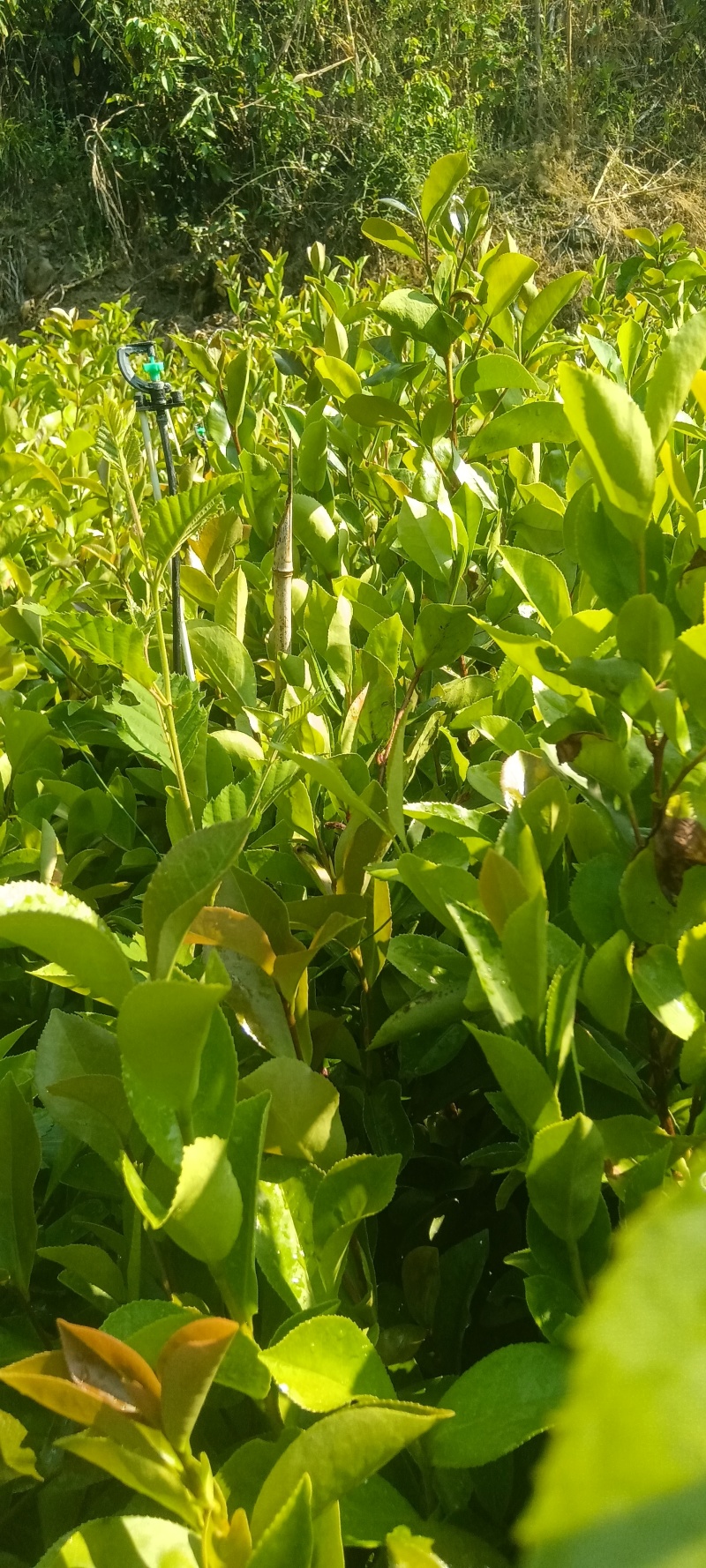 油茶树苗大量上巿，一手货源，产地直发诚，信经营，价格美丽