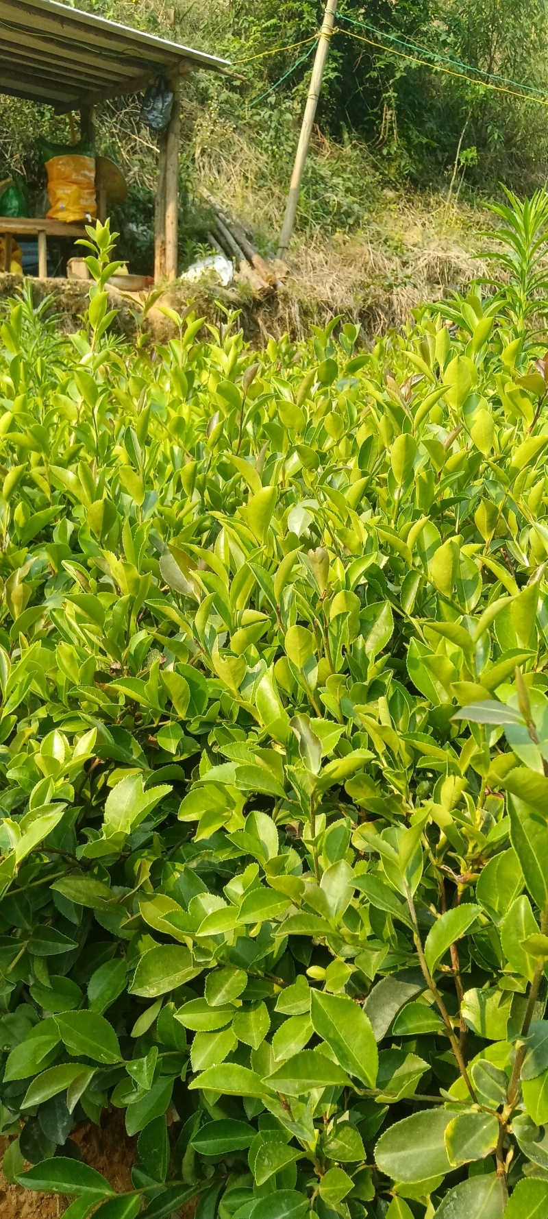油茶树苗大量上巿，一手货源，产地直发诚，信经营，价格美丽