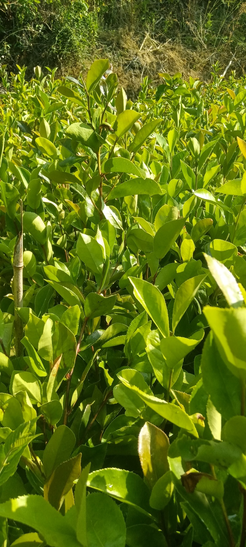 油茶树苗大量上巿，一手货源，产地直发诚，信经营，价格美丽