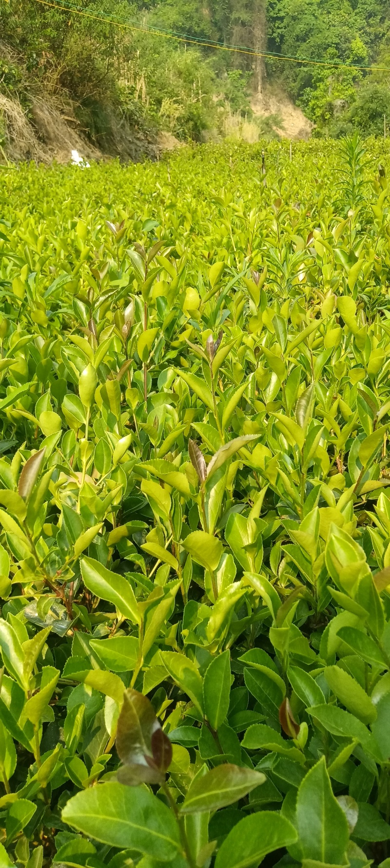 油茶树苗大量上巿，一手货源，产地直发诚，信经营，价格美丽