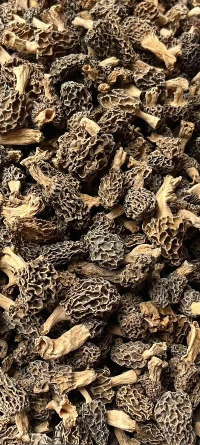 纯野生羊肚菌买家验货不满意快递员在场随时退货快递费自理