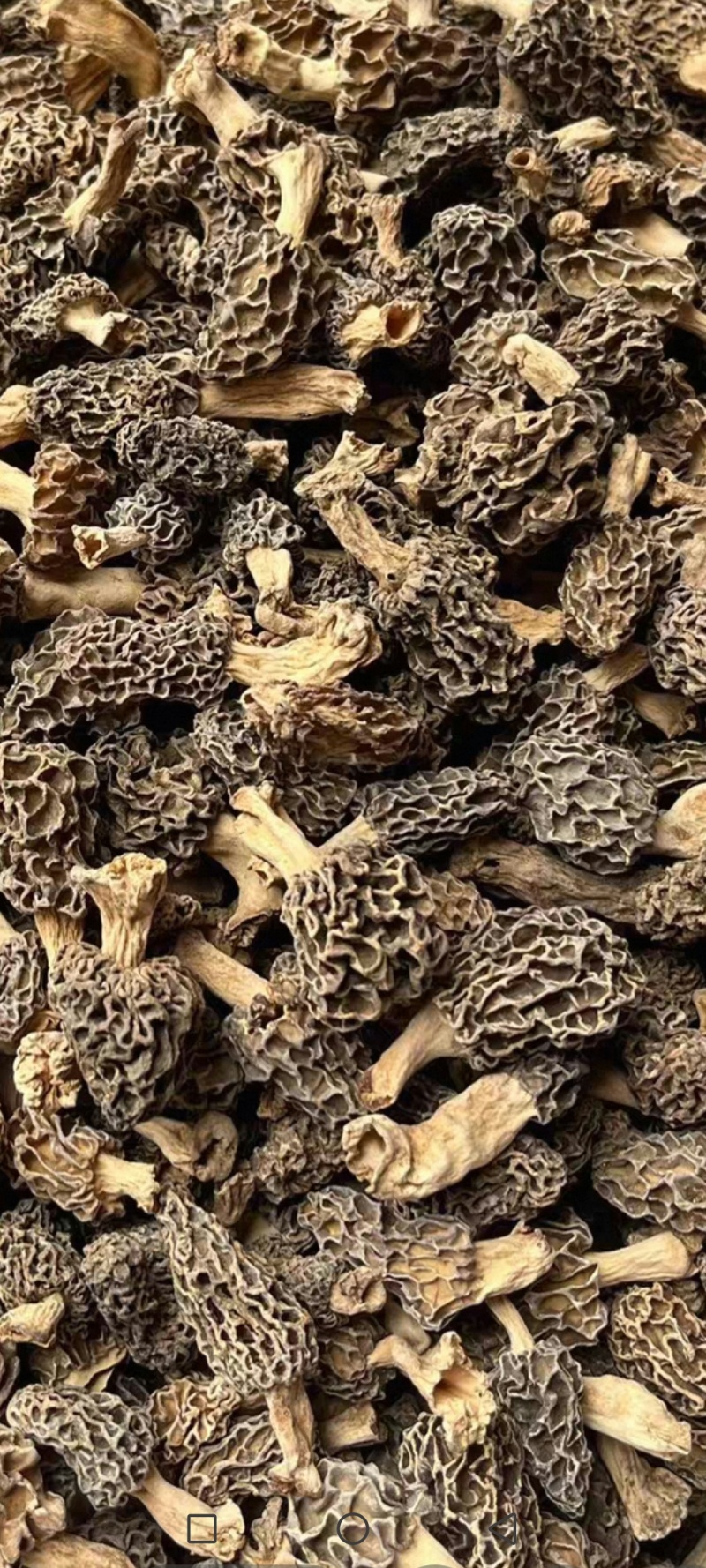纯野生羊肚菌买家验货不满意快递员在场随时退货快递费自理