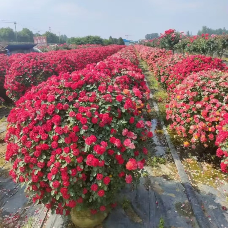 江苏藤本月季，高杆月季，月季球规格齐全苗圃直销