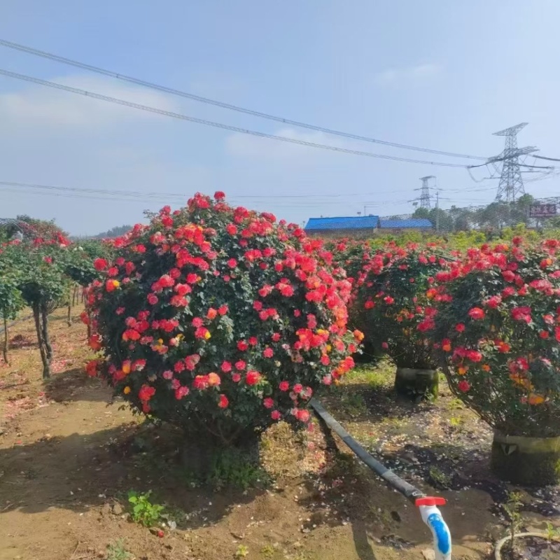 江苏藤本月季，高杆月季，月季球规格齐全苗圃直销