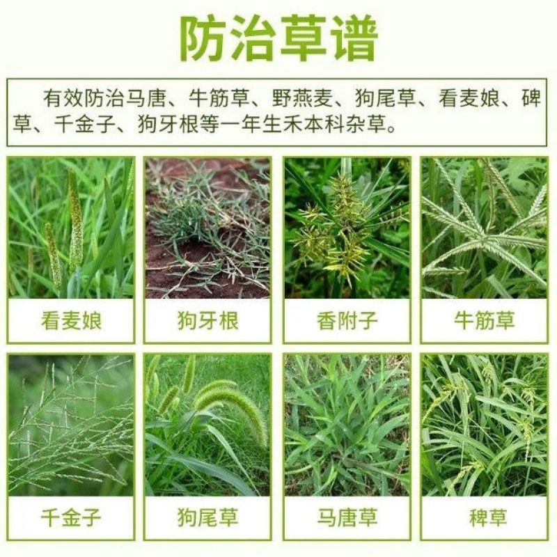 盖草宝10%精喹禾灵乳油格力斯禾本科杂草除草剂农药牛筋草