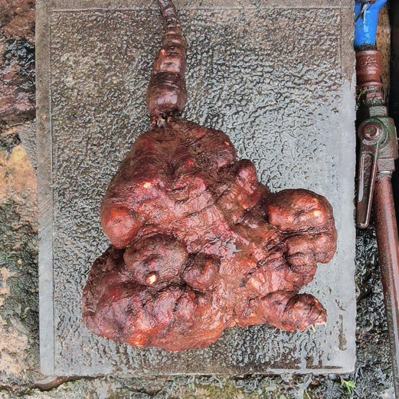 纯野生何首乌