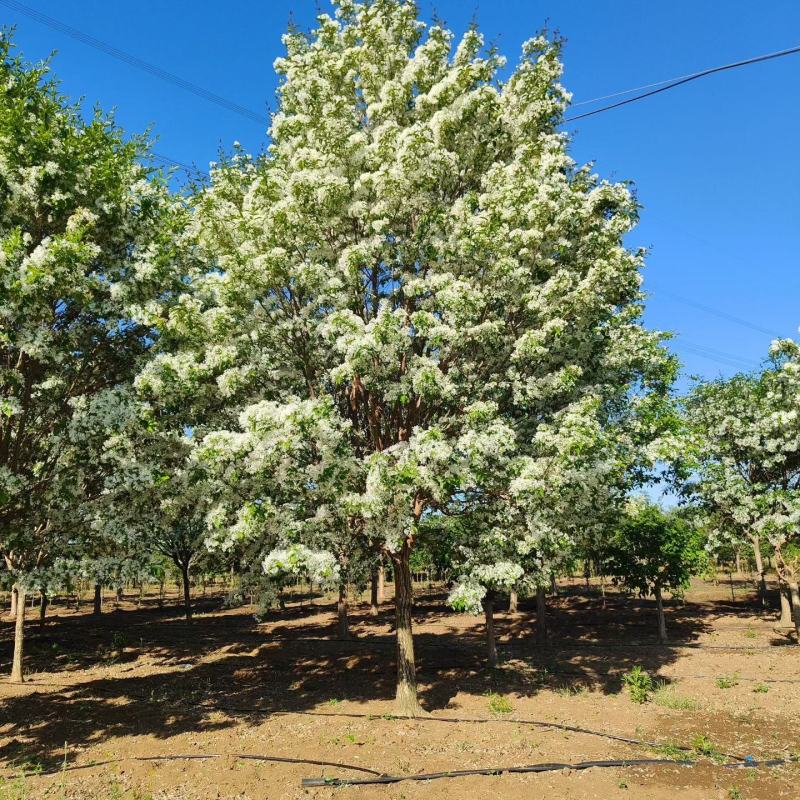 江苏流苏树又名炭栗树晚皮树铁黄荆！规格齐全5-20公分
