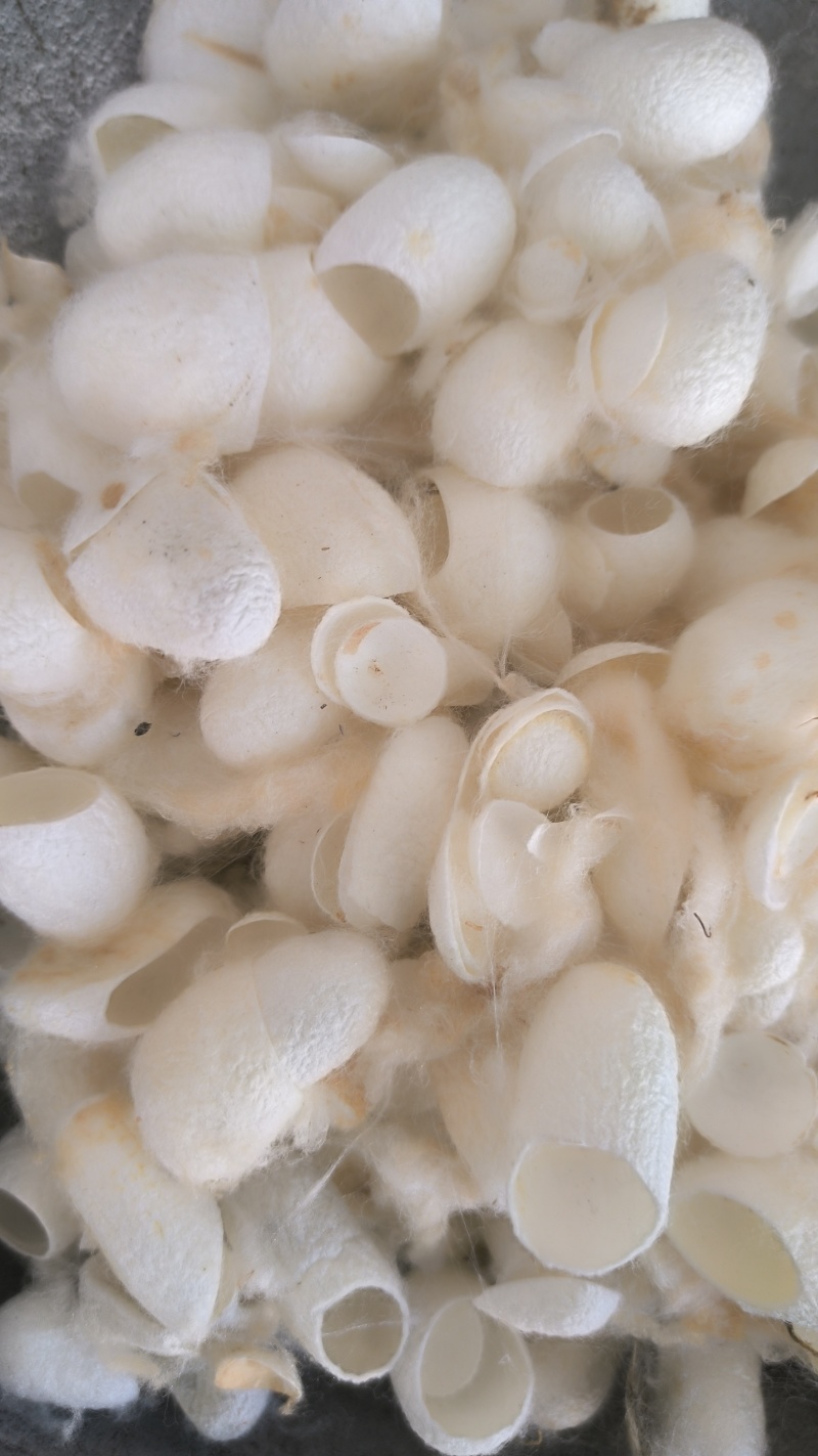 蚕茧壳批发蚕茧壳蚕壳质量保证量大从优