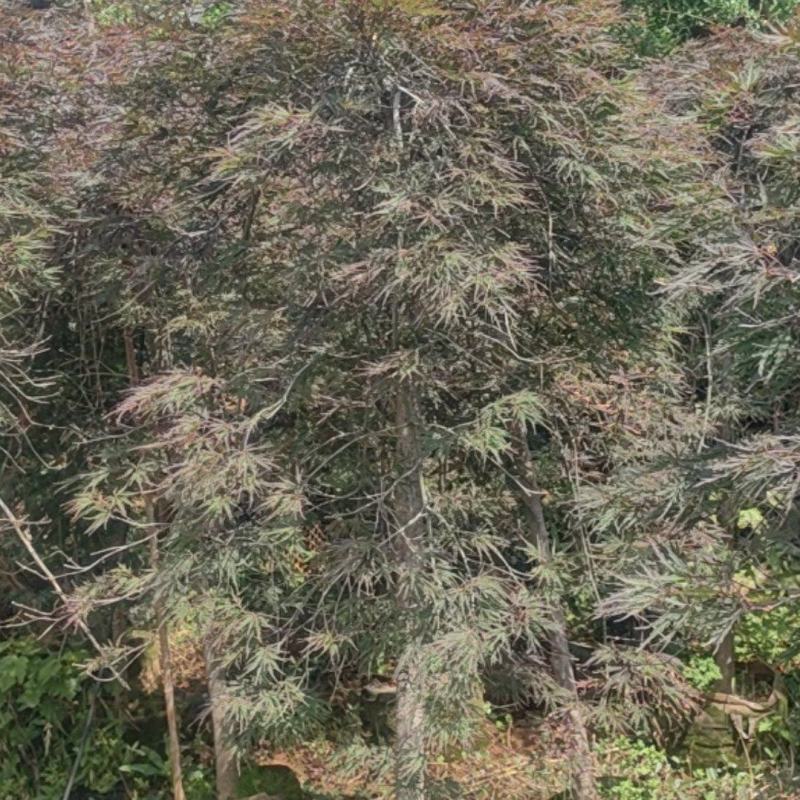 羽毛枫
