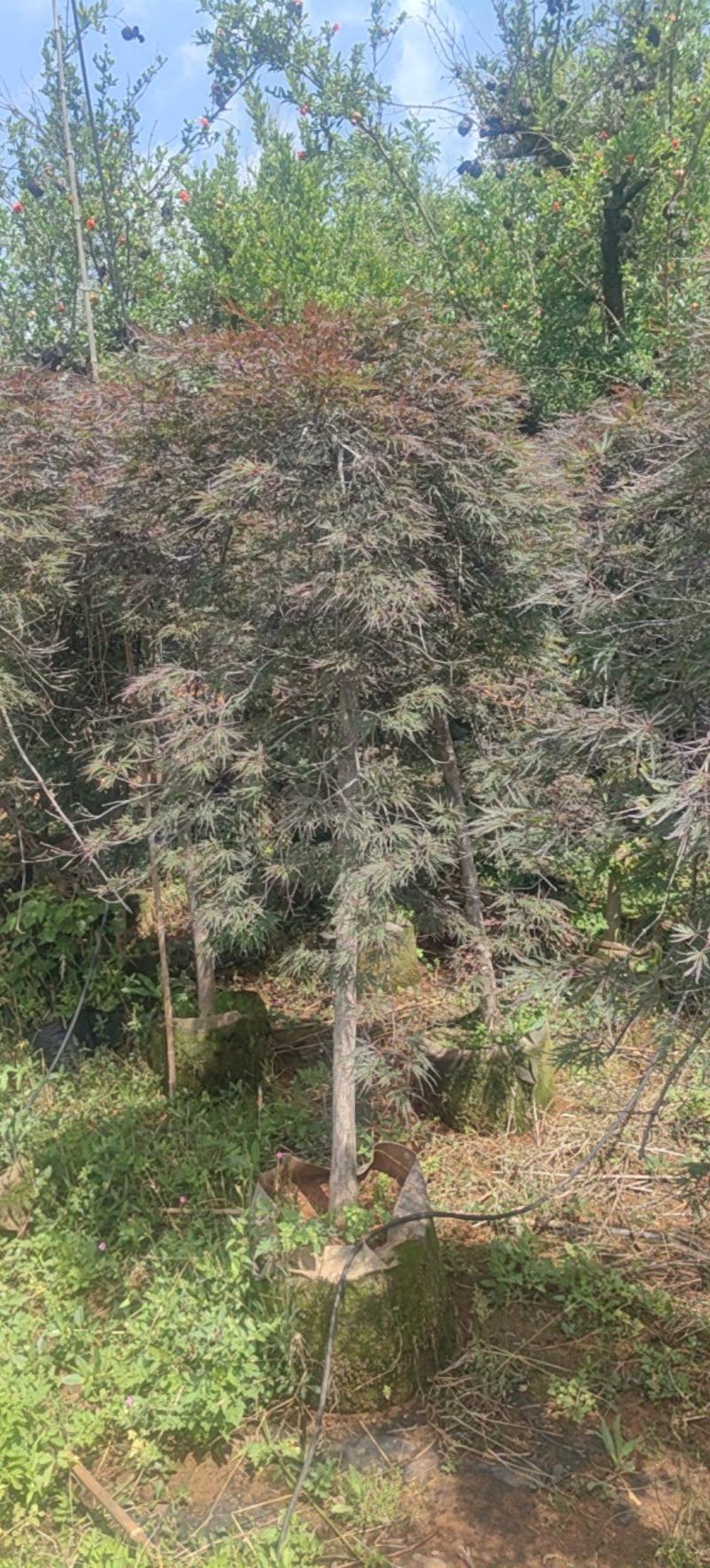 羽毛枫