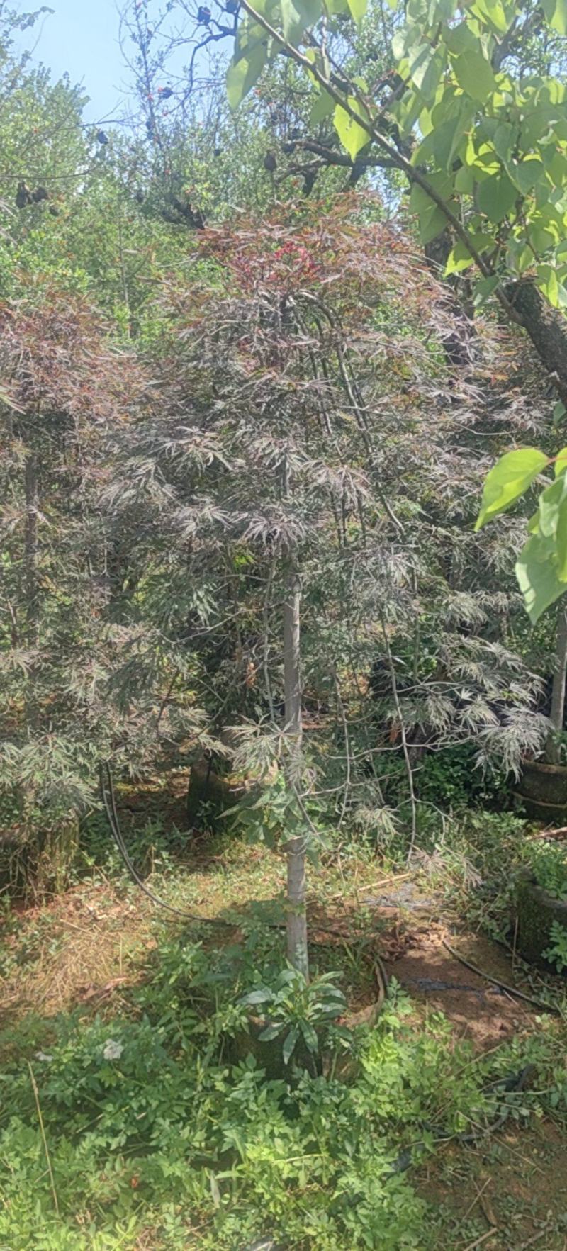 羽毛枫