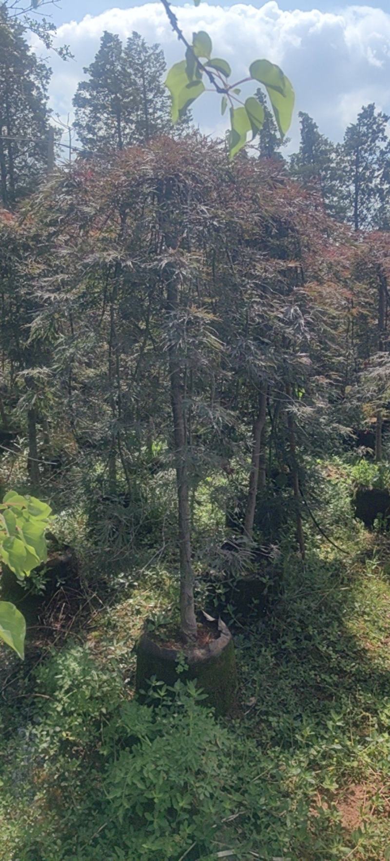 羽毛枫