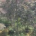 羽毛枫