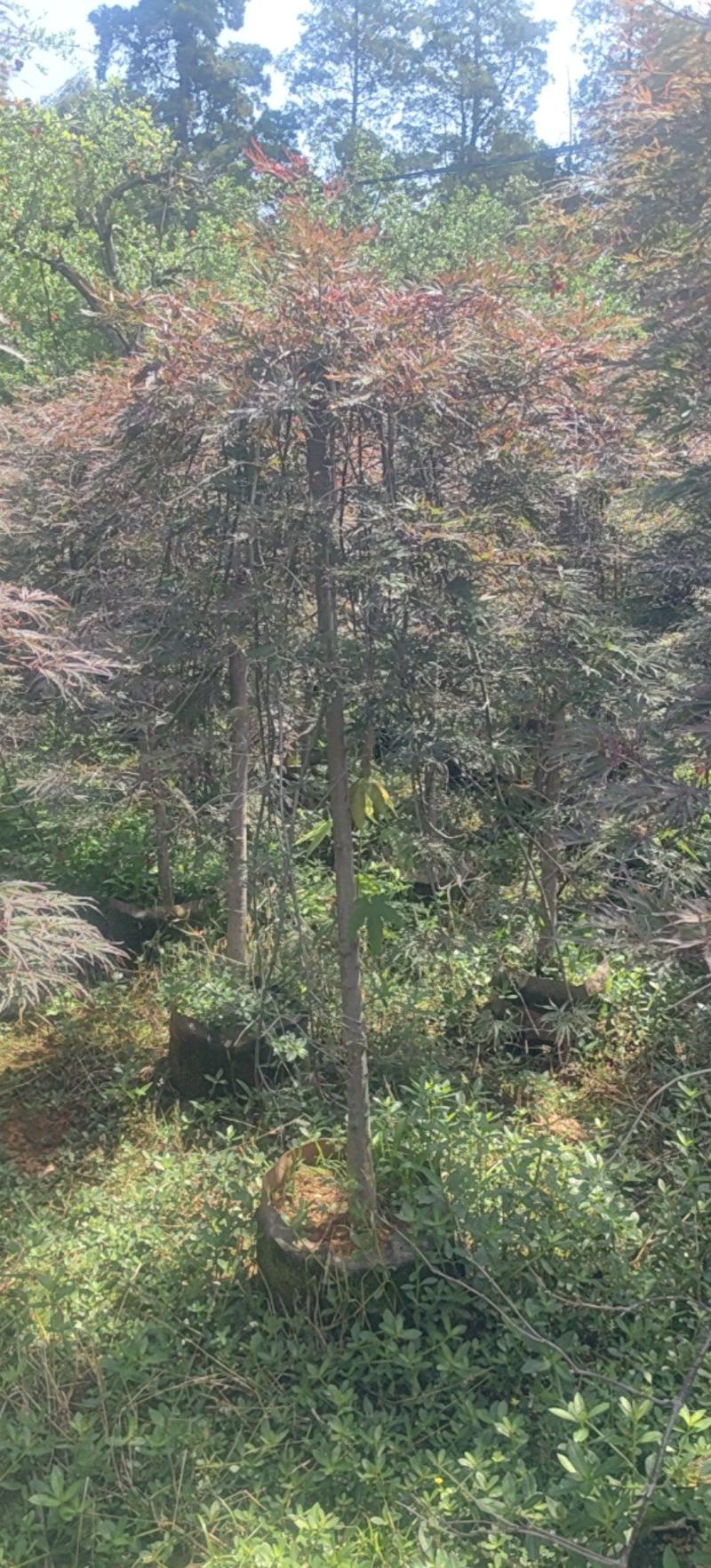 羽毛枫