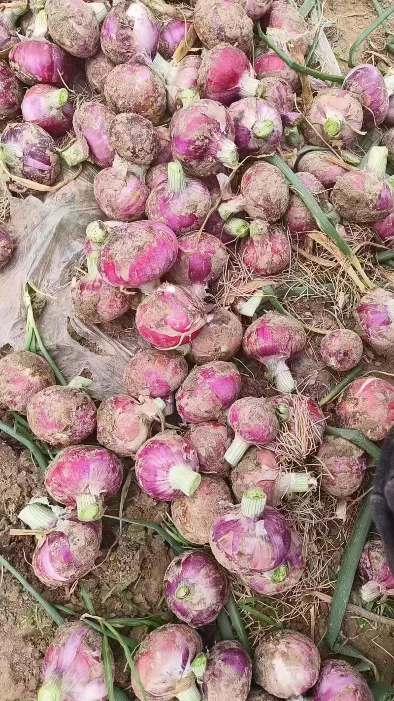河南紫皮葱大量上市，欢迎全国各地老板，前来选购