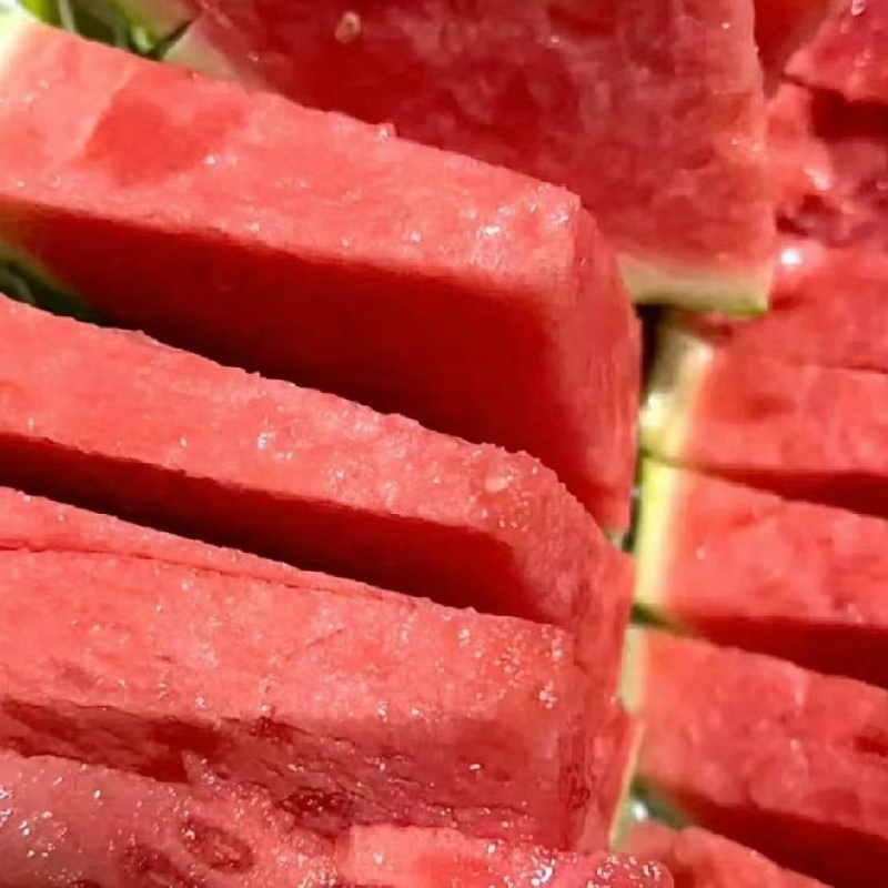 大棚无籽西瓜，精品麒麟美都，现货现发量大从优，一手货源