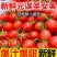 山东莘县圣女果中国蔬菜**县源头直供当天采摘