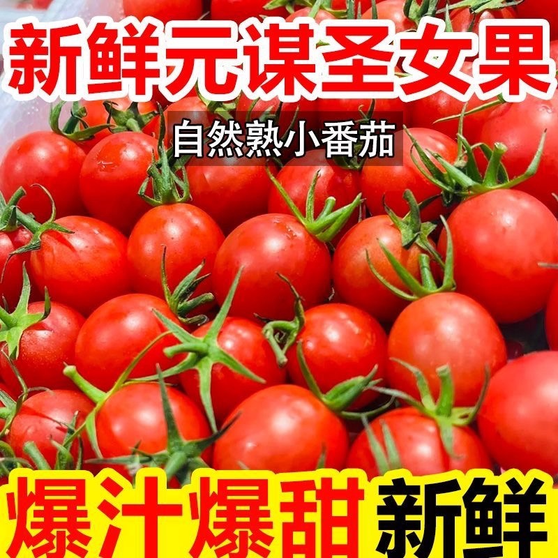 山东莘县圣女果中国蔬菜**县源头直供当天采摘