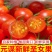 山东莘县圣女果中国蔬菜**县源头直供当天采摘