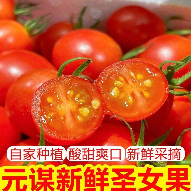 山东莘县圣女果中国蔬菜**县源头直供当天采摘