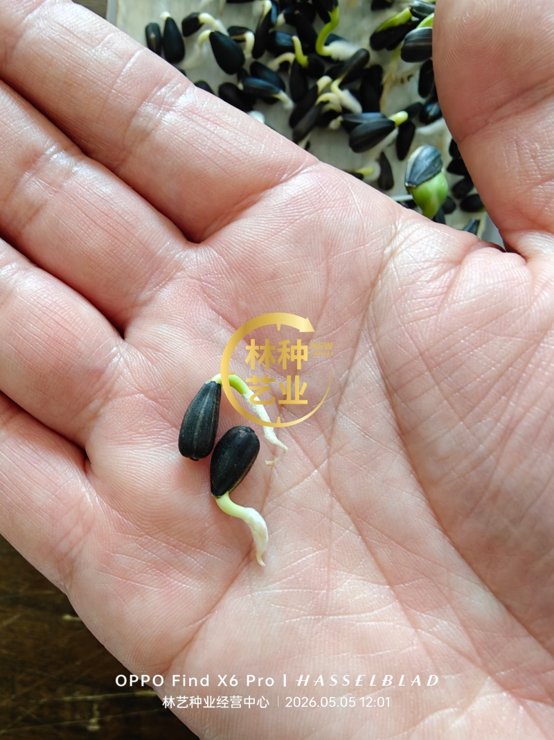 向日葵种子观赏可食用种植四季易种易活大面积种植观赏