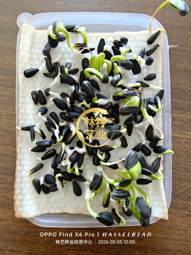 向日葵种子观赏可食用种植四季易种易活大面积种植观赏