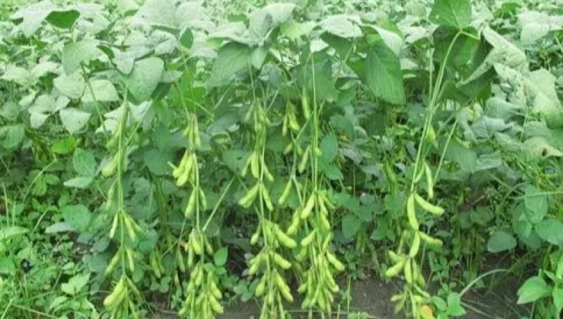 河北石家庄正定县南楼乡鲜毛豆大量供应