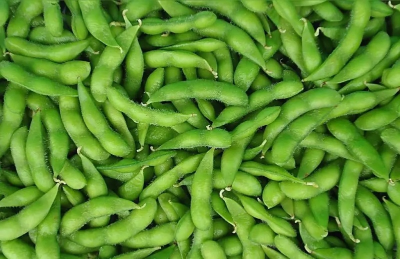 河北石家庄正定县南楼乡鲜毛豆大量供应