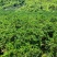 夏橙大量上市产地直发欢迎来电咨询下单