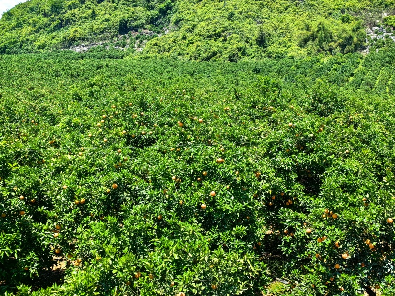 夏橙大量上市产地直发欢迎来电咨询下单