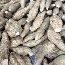 桂林粉葛全国发货