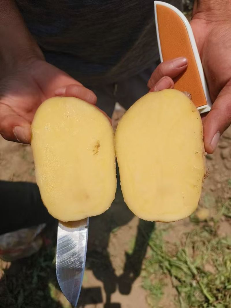湖北精品沃土5号土豆大量上市品质保证量大从优