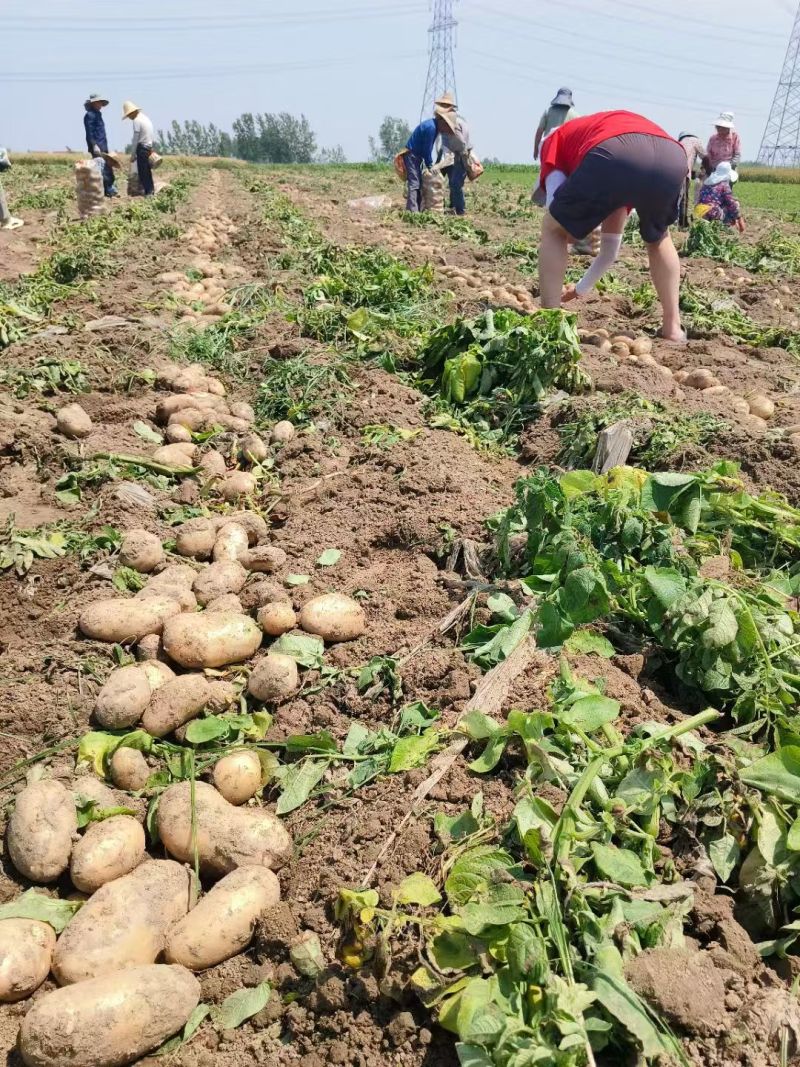 湖北精品沃土5号土豆大量上市品质保证量大从优