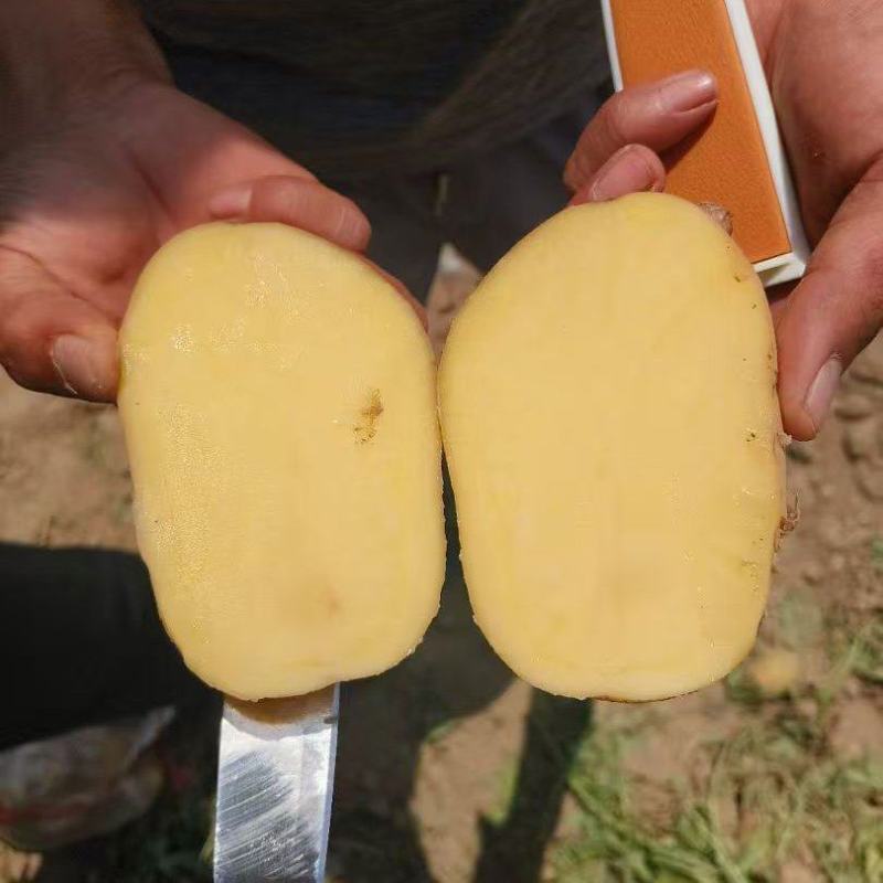 精品实验1号土豆大量上市品质保证量大从优一手货源