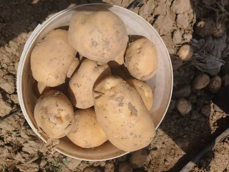 精品实验1号土豆大量上市品质保证量大从优一手货源