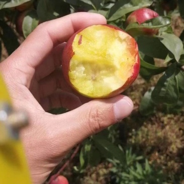 湖北产区黄肉白肉等油桃系列批量上市中，欢迎全国各地采购商