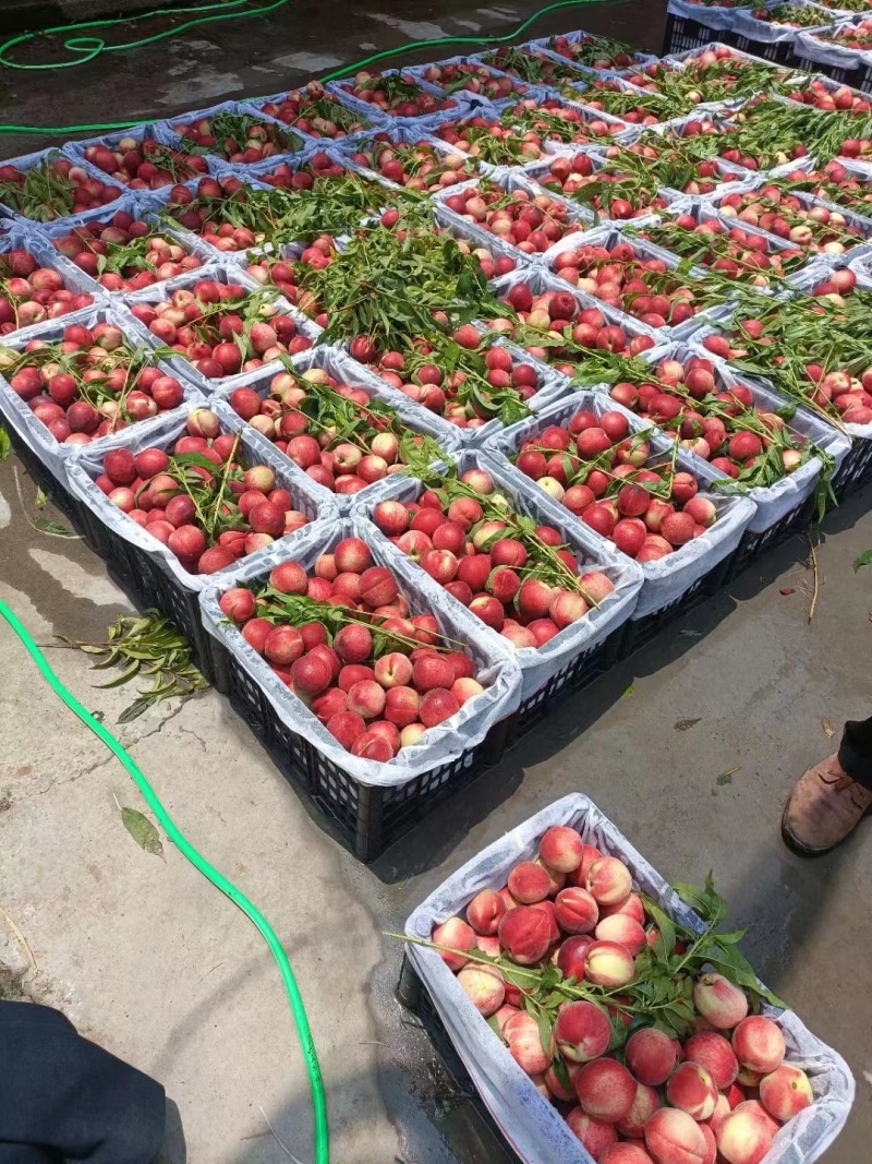 湖北产区黄肉白肉等油桃系列批量上市中，欢迎全国各地采购商