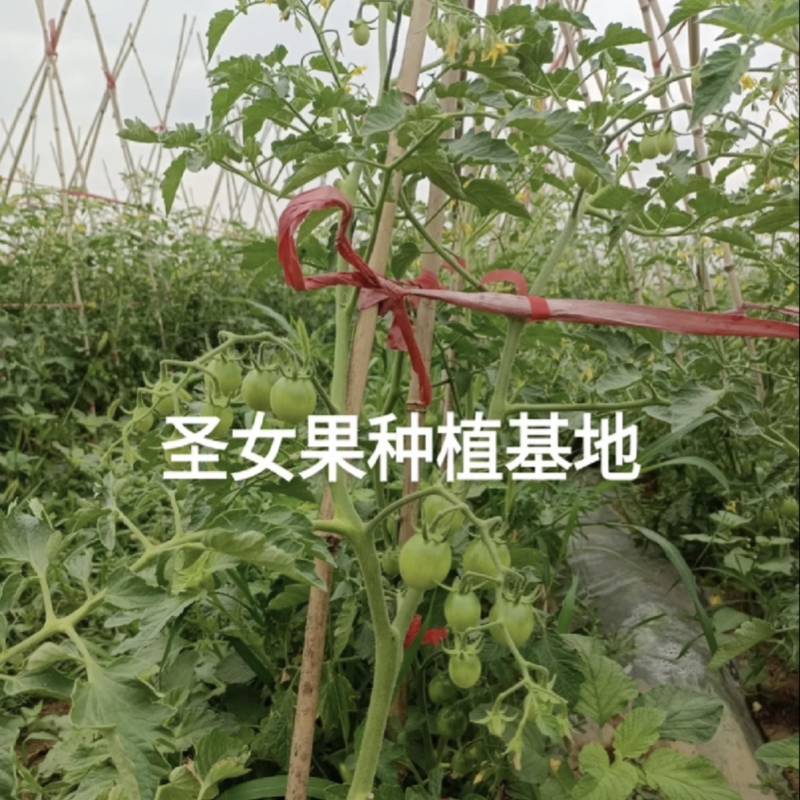 原产品种植日供1-3万kg欢迎各位老板洽谈