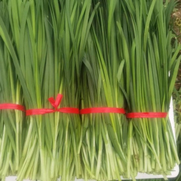 韭菜大量出售