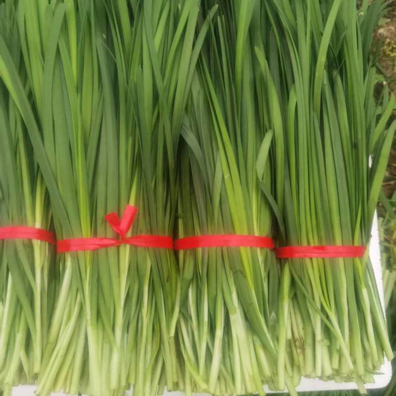 韭菜大量出售