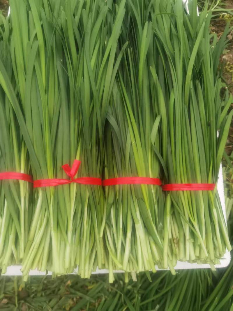 韭菜大量出售