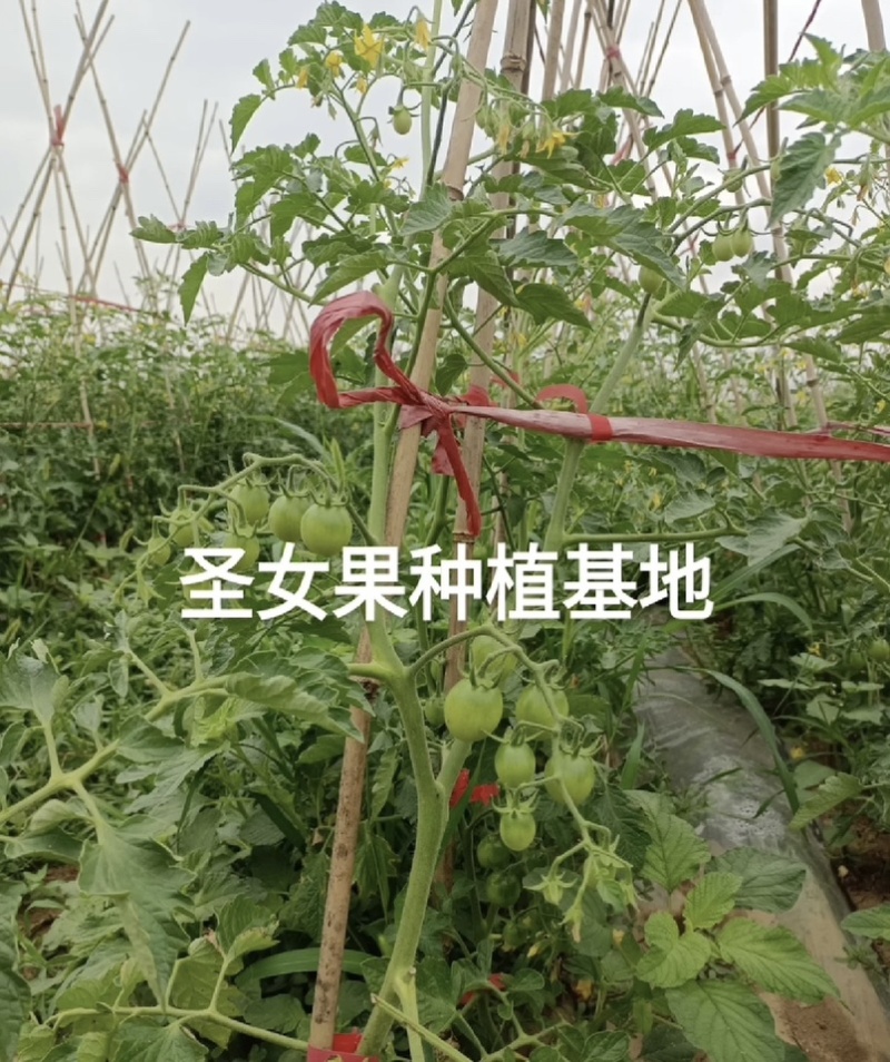 精品圣女果提供分拣原产地种植日产1-3万保质保量