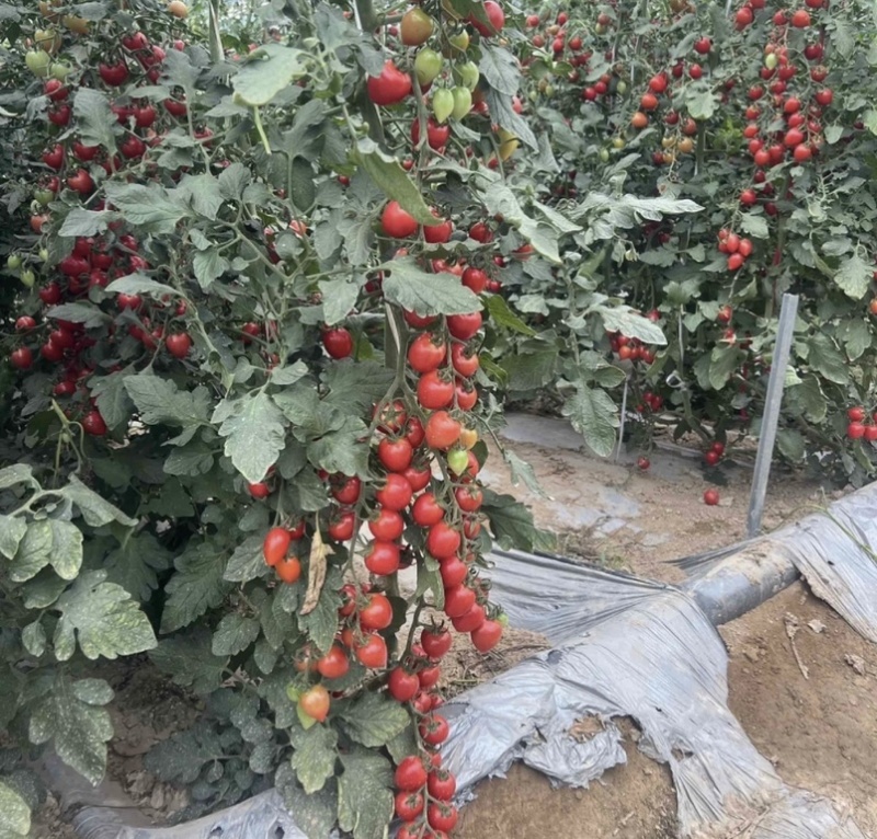 精品圣女果提供分拣原产地种植日产1-3万保质保量